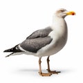 Eye-catching Seagull Standing Against White Background - Uhd Image