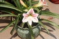 White Striped Barbados lily (Hippeastrum striatum) in a garden : (pix Sanjiv Shukla) Royalty Free Stock Photo