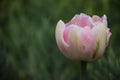 Budding One Sweet Pink Tulip Royalty Free Stock Photo