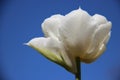 One White Tulip With Blue Sky Background And SunShine Royalty Free Stock Photo