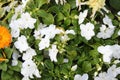 White colors petunia flowers blooming under daylight. beautiful floral background with green leaves. Royalty Free Stock Photo