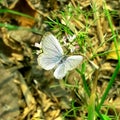 White colour butterfly in garden