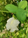 Beautiful White Colour Flower in Garden