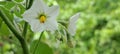 White colour flower grouth nature Royalty Free Stock Photo