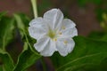 White colour flower nice view Royalty Free Stock Photo