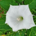 White colour flower in south india Royalty Free Stock Photo