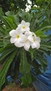 White colour home decorative flowers