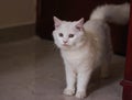 White colour parsian qute cat looking nice Royalty Free Stock Photo