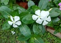 White colour sadabahar flower