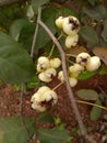 White colour Watery rose apple fruit Watery rose apple plant