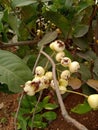 White colour Watery rose apple  fruit Watery rose apple plant Royalty Free Stock Photo