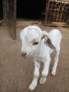 White coloured baby Goat photo in village ared of india