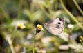 White coloured butterfly on a flower Royalty Free Stock Photo