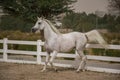 White coloured purebred andalusian horse with long mane Royalty Free Stock Photo