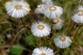 Coltsfoot herbal plant flowers, spring season nature in detail Royalty Free Stock Photo