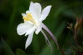 White Columbine Flower (Aquilegia)