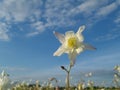 White Columbine on flower meadow