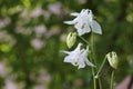 White columbine flowers