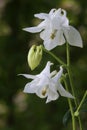 White columbine flowers