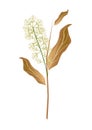 White Combretum Flower or Combretum Latifolium Flower