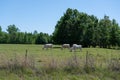 White commercial cattle in pasture