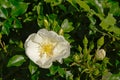 White common briar flower on green leafs and buds background Royalty Free Stock Photo