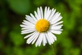 White common daisy bellis perennis against green background Royalty Free Stock Photo