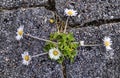 White common daisy Bellis perennis Royalty Free Stock Photo