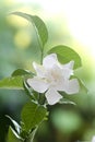 White common gardenia or cape jasmine flower