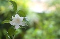 White common gardenia or cape jasmine flower