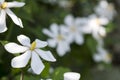 White common gardenia flower