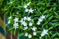 White common gardenia flower in front of blurred flowers Royalty Free Stock Photo