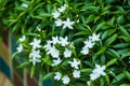 White common gardenia flower in front of blurred flowers