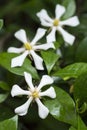 White common gardenia flower