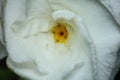 White Common Gardenias or Cape Jasmine Flowers