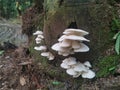 White Common Gilled fungi sprouting from the palm tree`s trunk