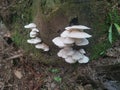 White Common Gilled fungi sprouting from the palm tree`s trunk