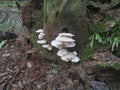 White Common Gilled fungi sprouting from the palm tree`s trunk