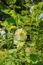 White Common Hollyhock