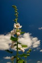 White Common Hollyhock