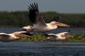 White common pelicans flying over the lake