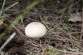 White Common Puffball