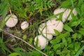 White Common Puffball mushrooms (Lycoperdon perlatum), warted puffball, mushroom, fungus, fungi, wildlife, food Royalty Free Stock Photo