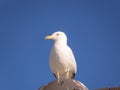 White common seagull - blue sky background