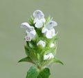 White common selfheal (Prunella vulgaris) Royalty Free Stock Photo