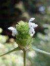 White common selfheal (Prunella vulgaris) Royalty Free Stock Photo