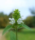 White common selfheal (Prunella vulgaris) Royalty Free Stock Photo