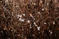 White common snow berry. Symphoricarpos albus. Autumn and winter nature concept