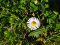 White comon daisy flower on the green lawn Royalty Free Stock Photo