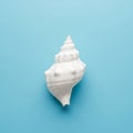 A white conch shell with a spiraled, ribbed structure rests on a light blue background. The shell\'s Royalty Free Stock Photo